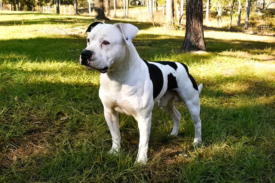Understanding the American Bulldog and the Use of CBD dog Treats 2