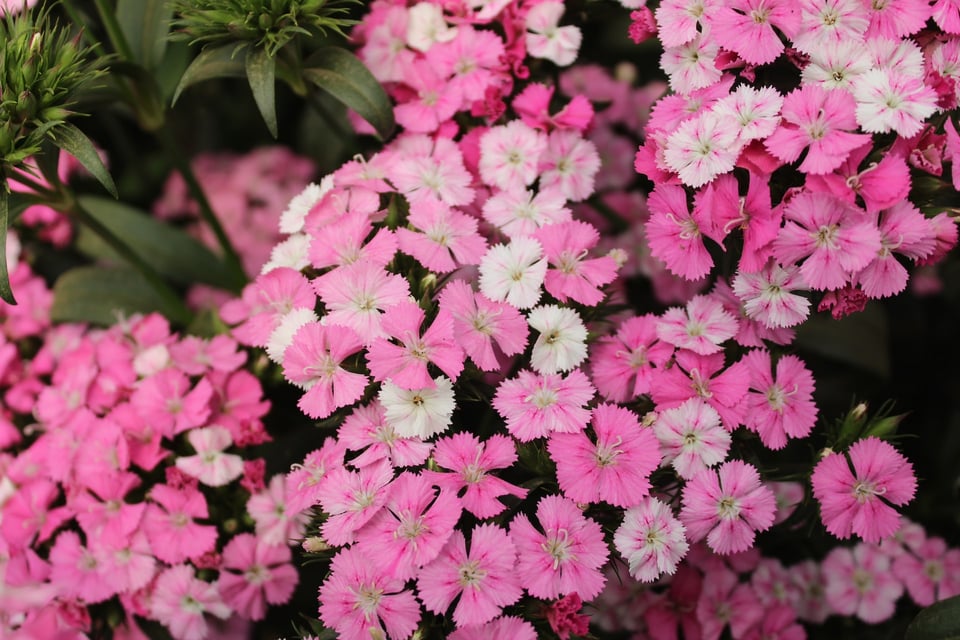 The Essential Guide to Planting and Caring for Perennials in Your Garden 3