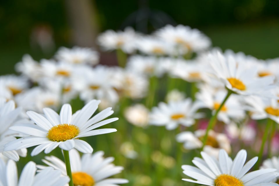 The Essential Guide to Planting and Caring for Perennials in Your Garden 4