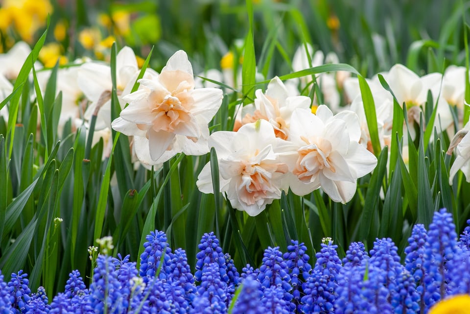 The Essential Guide to Planting and Caring for Perennials in Your Garden 2