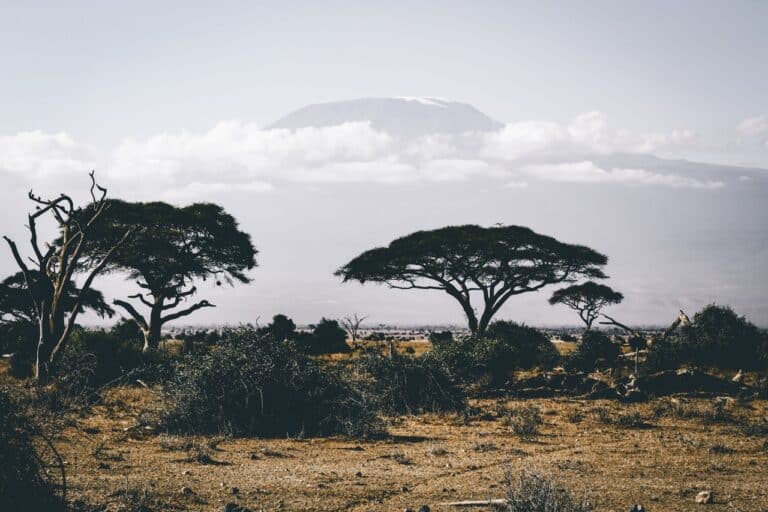 safari africa