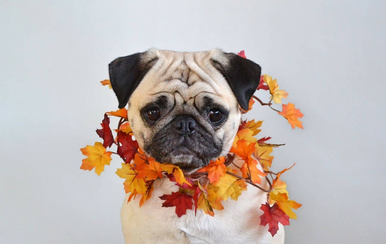 fall colors dog