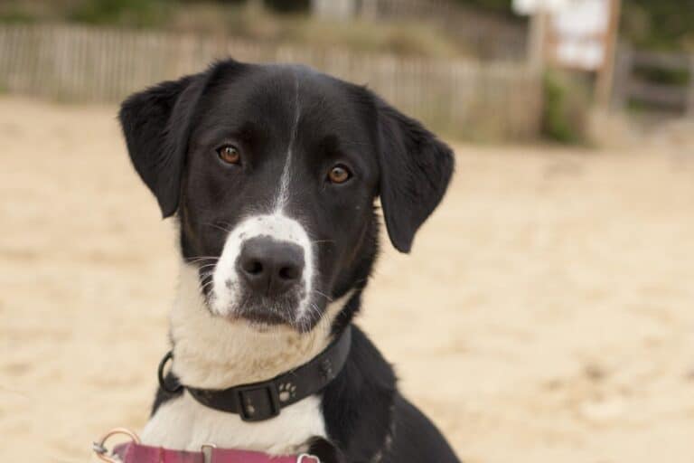 dog looking at you