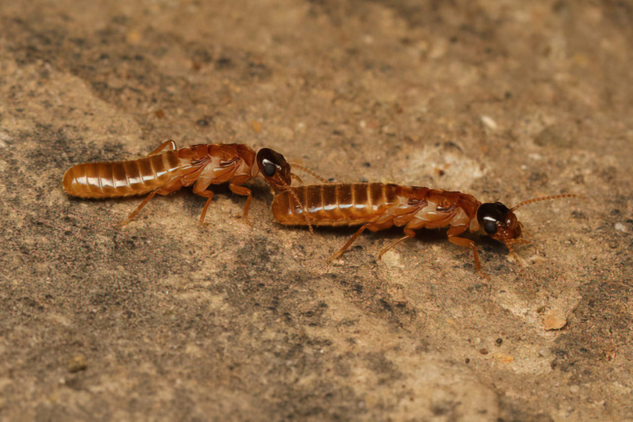 gross little termites