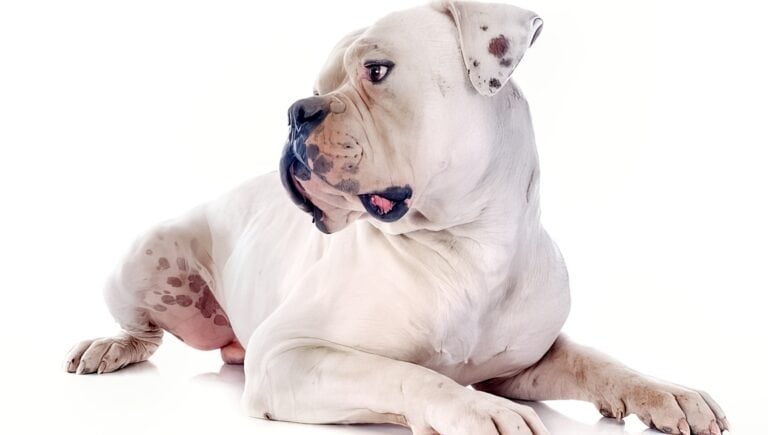 american bulldog sitting