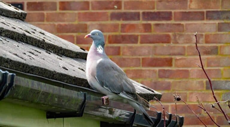 pidgeon in the gutter