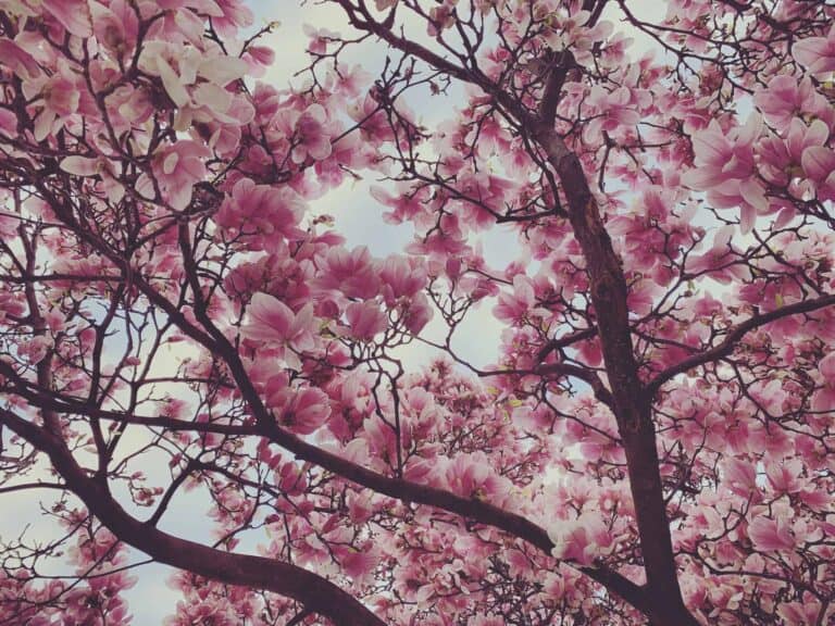magnolia tree flower blooming