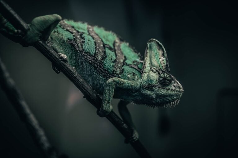 chameleon