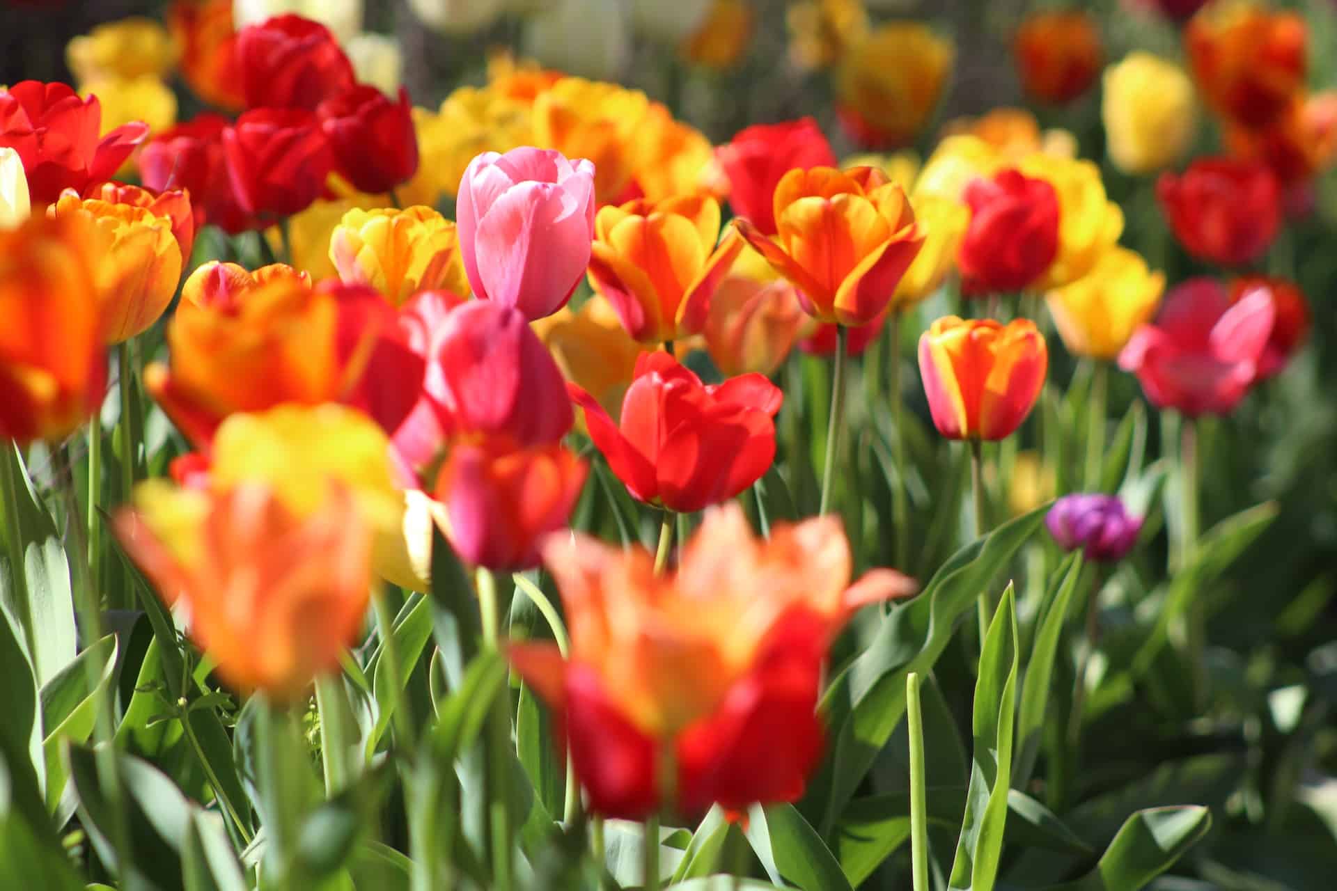 multiple color tulip flowers
