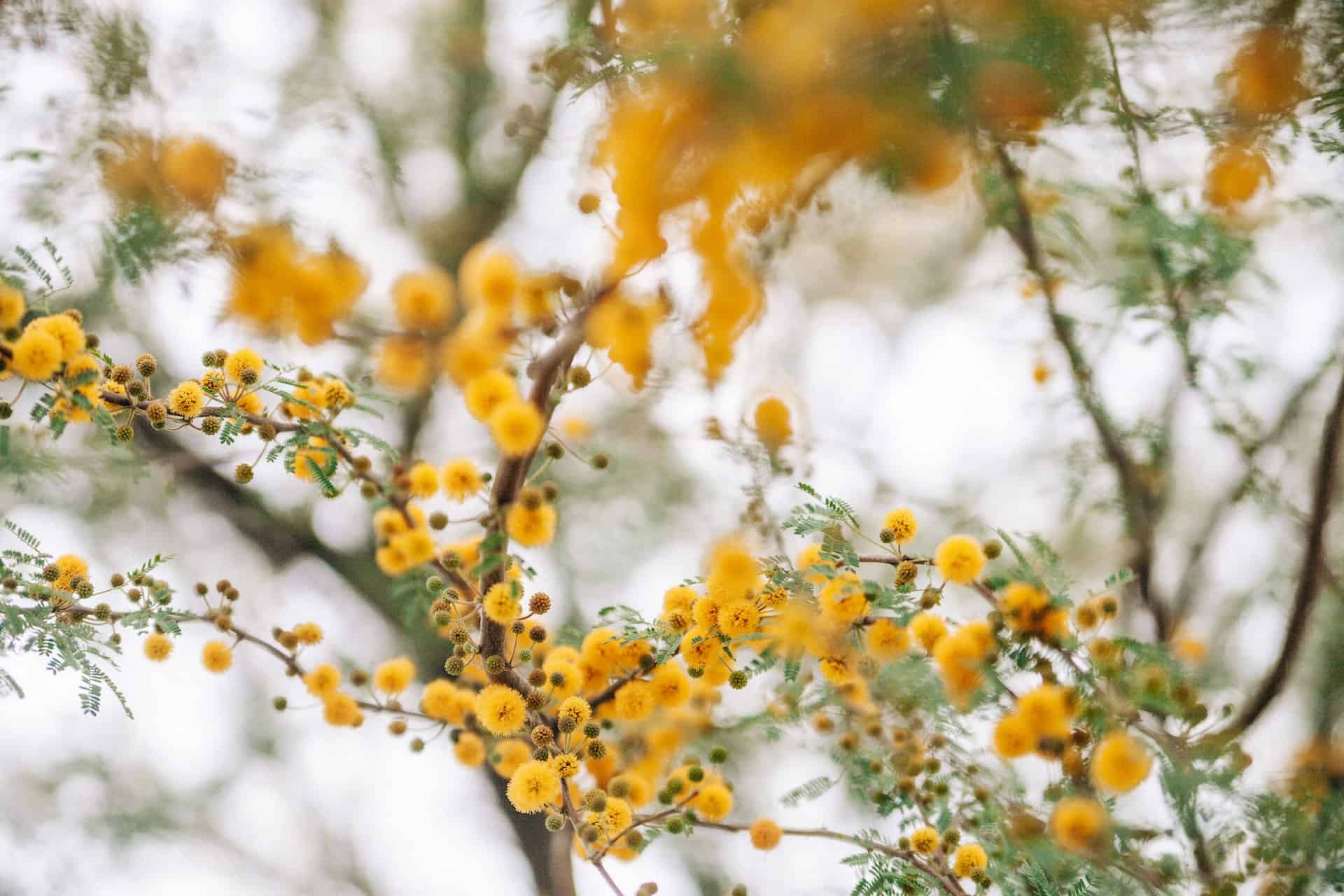 Mimosa Tree Flowers