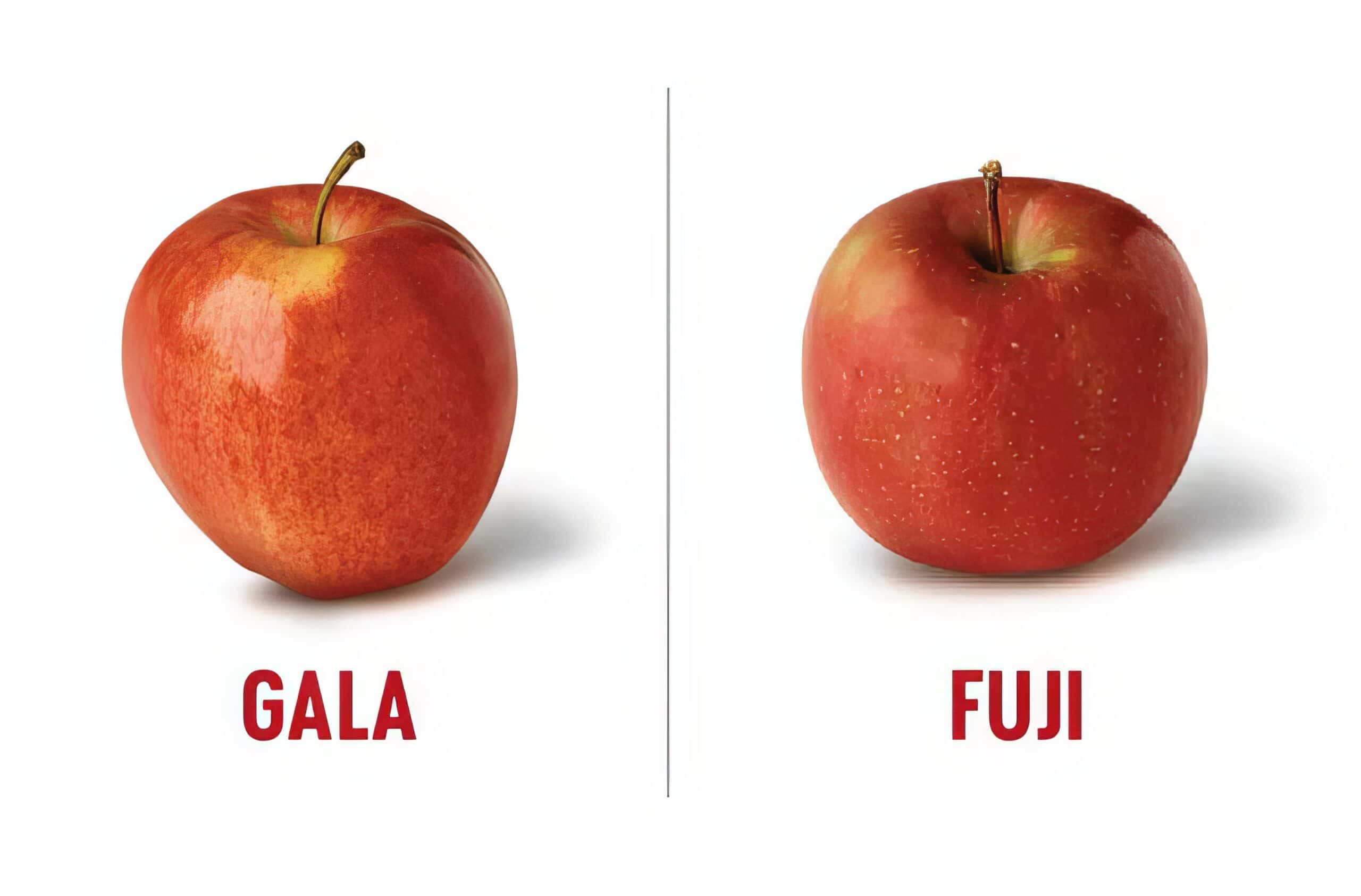 Fuji Vs Gala Apples: How Are They Different? - Tidbits Of Experience