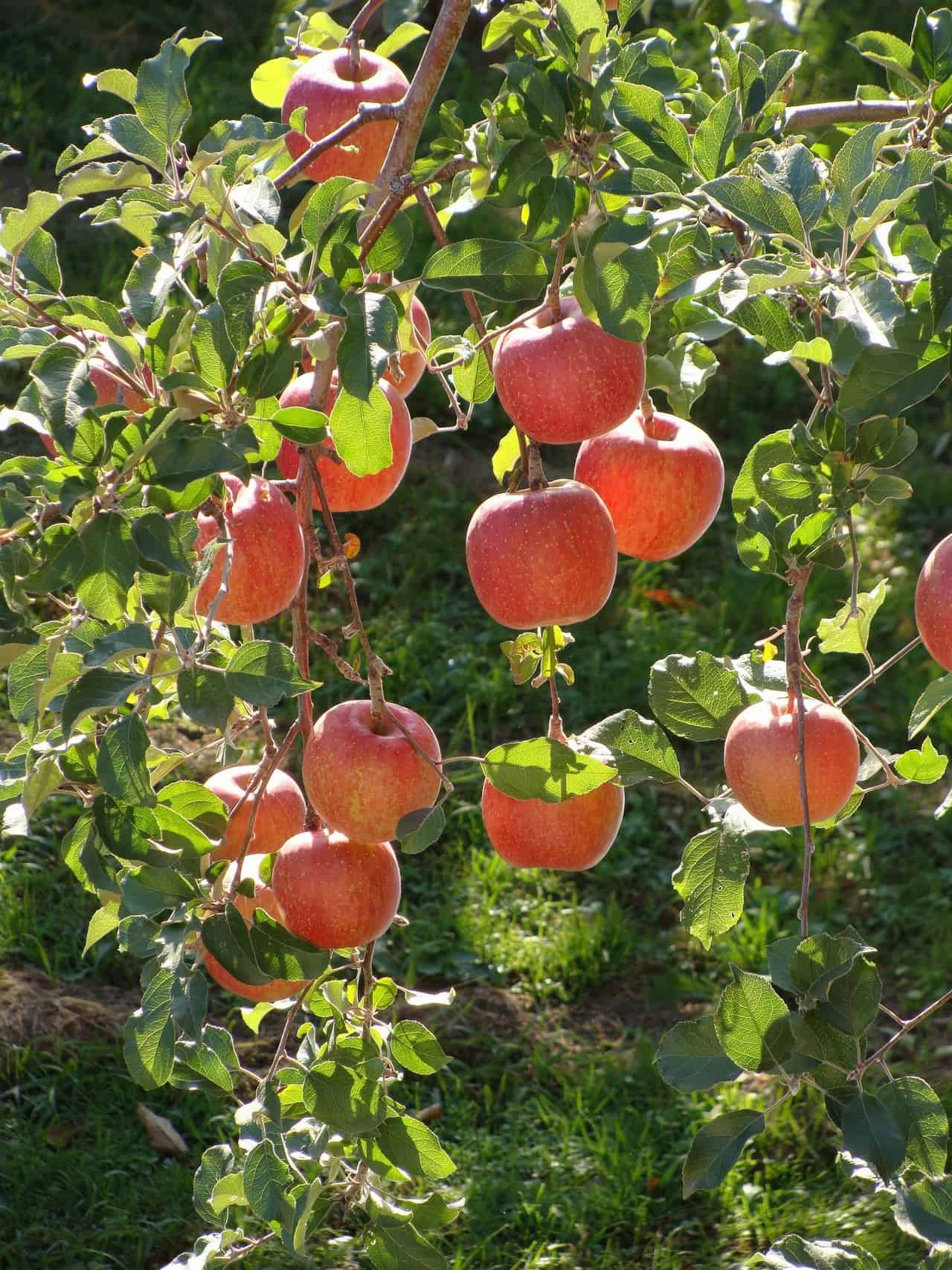 Fuji Apples vs. Gala Apples (+ Recipes!) - Urban Farmie