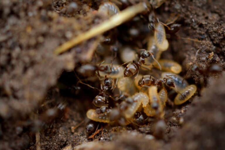 termites and ants