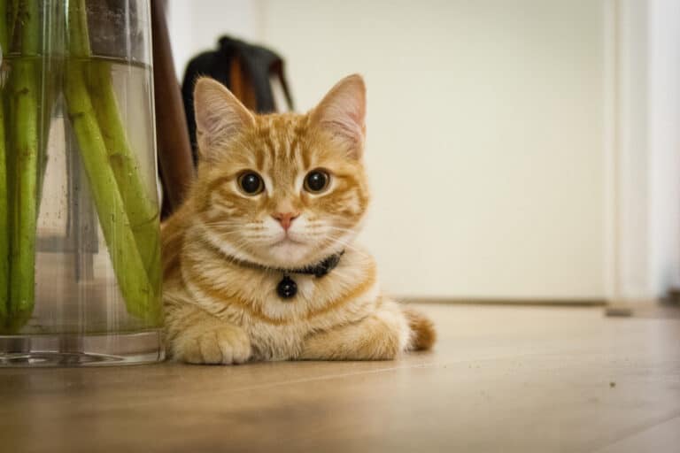 Expert Advice on Finding and Securing a Pet Friendly House for Rent