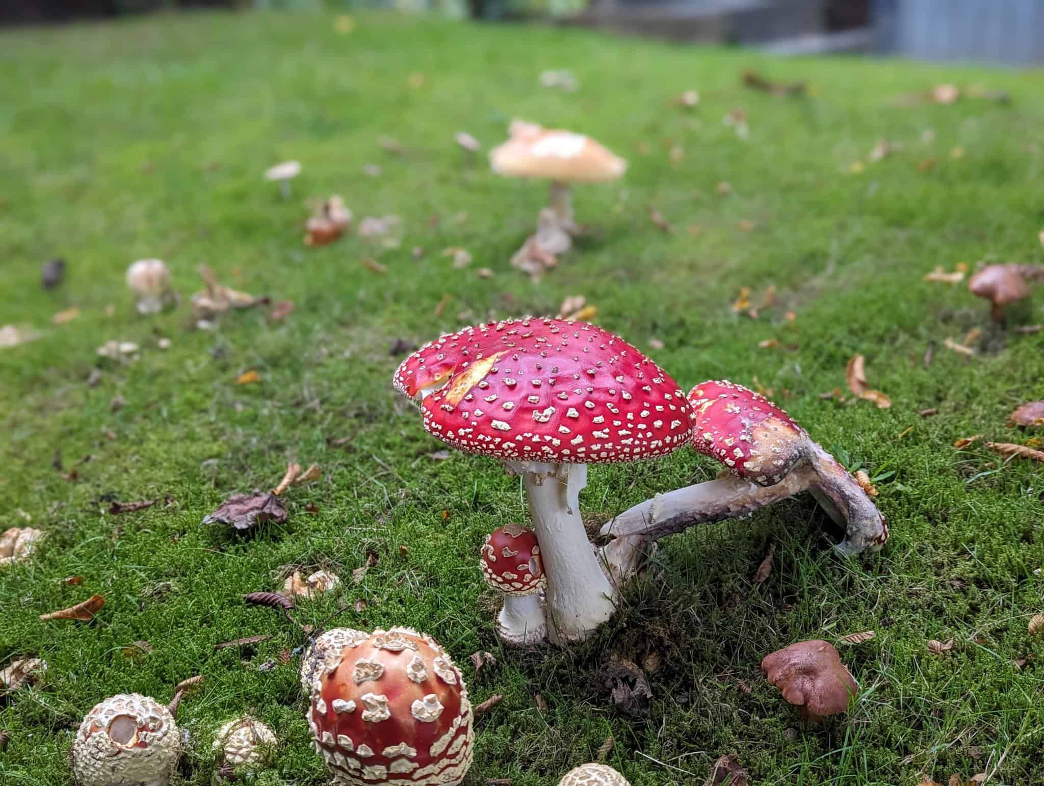 Beautiful red mushroom