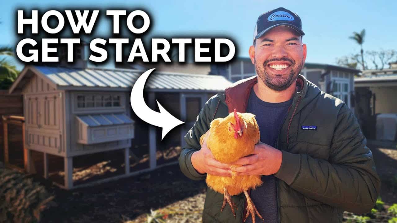 How to Keep Chickens at Home: 11 Clucking Great Tips