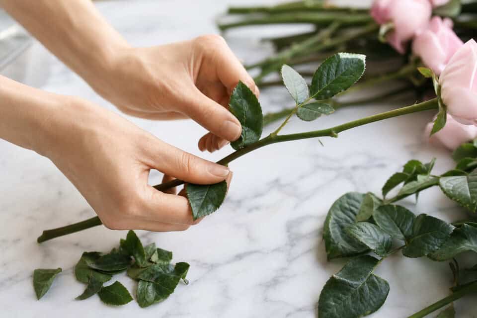 How to Preserve a Rose Bouquet: The Silica Gel Reality 3 Pink roses and green leaves being arranged on a marble surface, perfect for floral decoration or gift-giving.